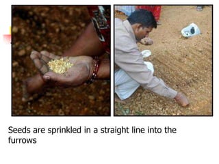 Seeds are sprinkled in a straight line into the
furrows

 