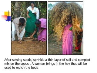 After sowing seeds, sprinkle a thin layer of soil and compsot
mix on the seeds , A woman brings in the hay that will be
used to mulch the beds

 