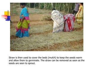 Straw is then used to cover the beds (mulch) to keep the seeds warm
and allow them to germinate. The straw can be removed as soon as the
seeds are seen to sprout.

 