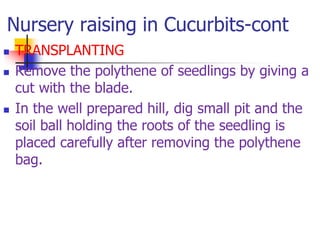 Nursery raising in Cucurbits-cont





TRANSPLANTING
Remove the polythene of seedlings by giving a
cut with the blade.
In the well prepared hill, dig small pit and the
soil ball holding the roots of the seedling is
placed carefully after removing the polythene
bag.

 