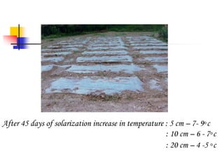 After 45 days of solarization increase in temperature : 5 cm – 7- 9◦c
: 10 cm – 6 - 7◦c
: 20 cm – 4 -5 ◦c

 