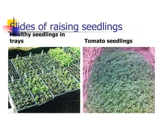 Slides of raising seedlings
Healthy seedlings in
trays

Tomato seedlings

 