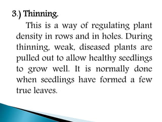 3.) Thinning.
This is a way of regulating plant
density in rows and in holes. During
thinning, weak, diseased plants are
pulled out to allow healthy seedlings
to grow well. It is normally done
when seedlings have formed a few
true leaves.
 