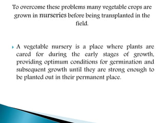  A vegetable nursery is a place where plants are
cared for during the early stages of growth,
providing optimum conditions for germination and
subsequent growth until they are strong enough to
be planted out in their permanent place.
 