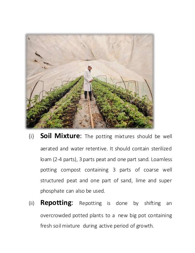 Nursery management in horticultural crops