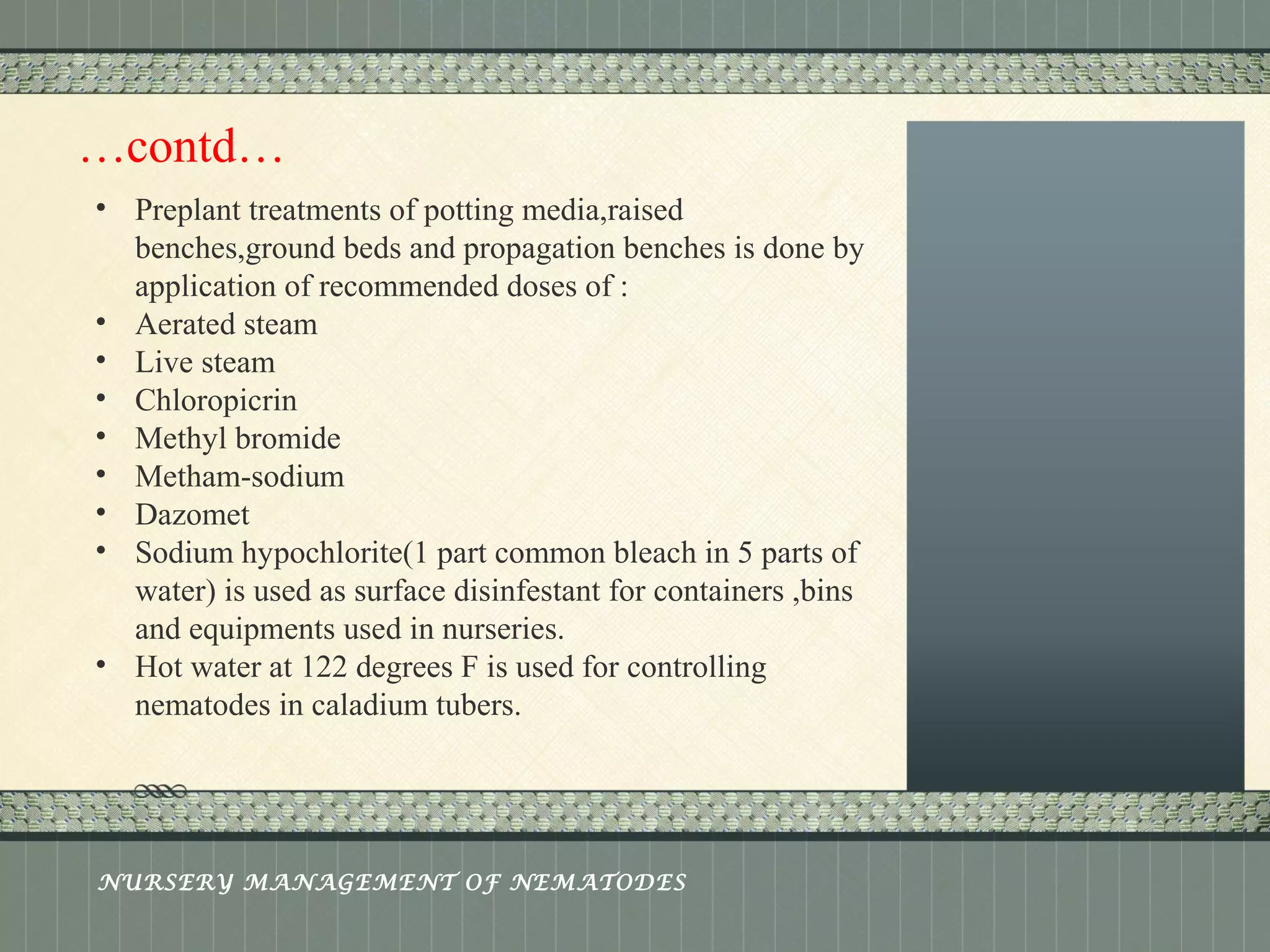 Place logo 
or logotype here, 
otherwise 
delete this. 
…contd… 
• Preplant treatments of potting media,raised 
benches,ground beds and propagation benches is done by 
application of recommended doses of : 
• Aerated steam 
• Live steam 
• Chloropicrin 
• Methyl bromide 
• Metham-sodium 
• Dazomet 
• Sodium hypochlorite(1 part common bleach in 5 parts of 
water) is used as surface disinfestant for containers ,bins 
and equipments used in nurseries. 
• Hot water at 122 degrees F is used for controlling 
nematodes in caladium tubers. 
NURSERY MANAGEMENT OF NEMATODES 
 