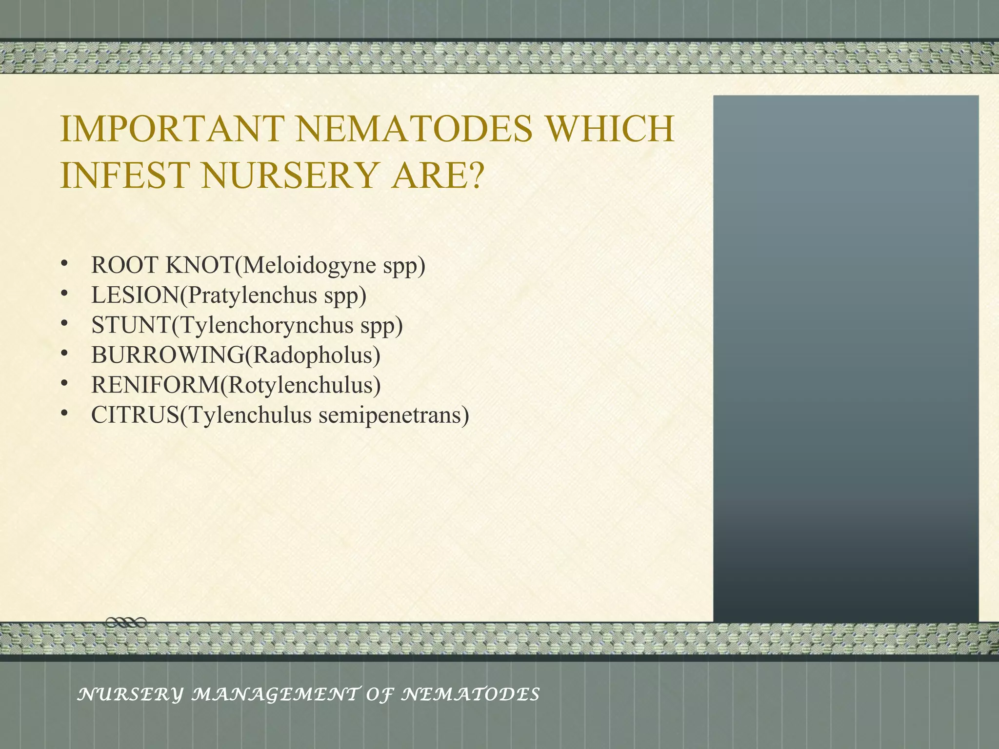 Place logo 
or logotype here, 
otherwise 
delete this. 
IMPORTANT NEMATODES WHICH 
INFEST NURSERY ARE? 
• ROOT KNOT(Meloidogyne spp) 
• LESION(Pratylenchus spp) 
• STUNT(Tylenchorynchus spp) 
• BURROWING(Radopholus) 
• RENIFORM(Rotylenchulus) 
• CITRUS(Tylenchulus semipenetrans) 
NURSERY MANAGEMENT OF NEMATODES 
 