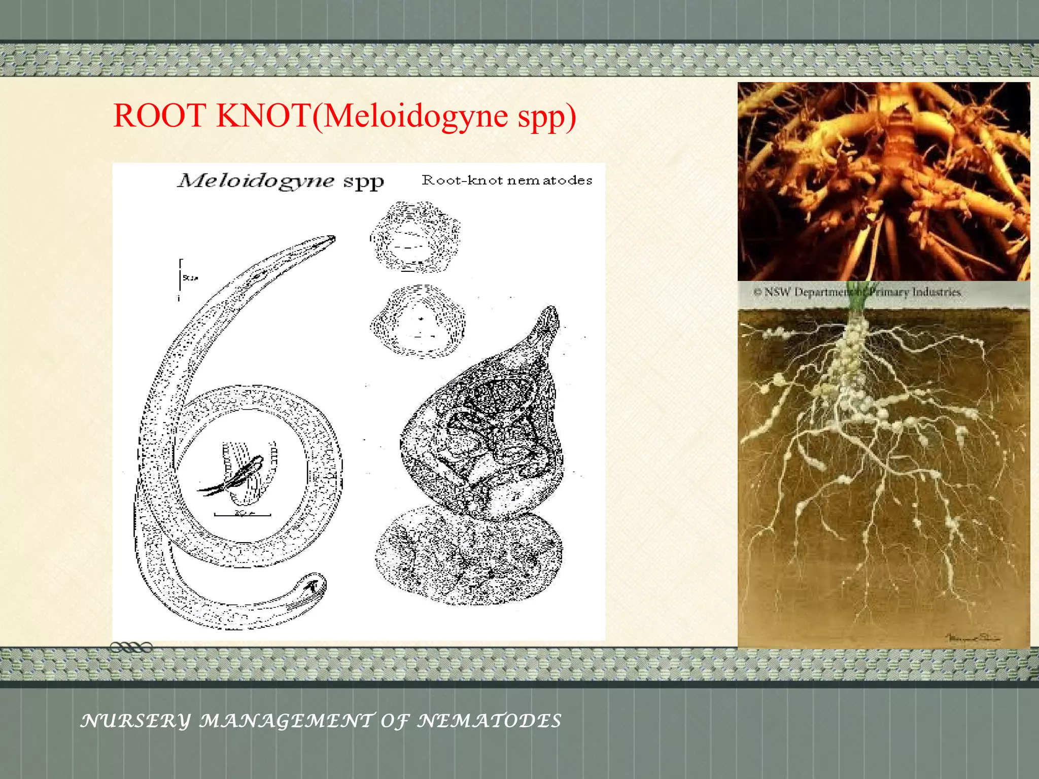 Place logo 
or logotype here, 
otherwise 
delete this. 
ROOT KNOT(Meloidogyne spp) 
NURSERY MANAGEMENT OF NEMATODES 
 