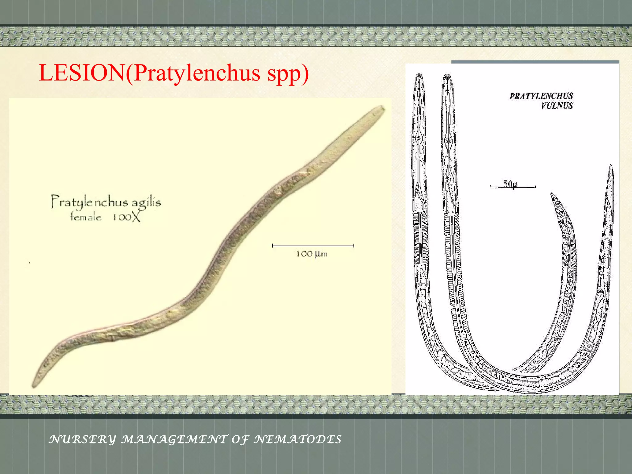 Place logo 
or logotype here, 
otherwise 
delete this. 
LESION(Pratylenchus spp) 
NURSERY MANAGEMENT OF NEMATODES 
 