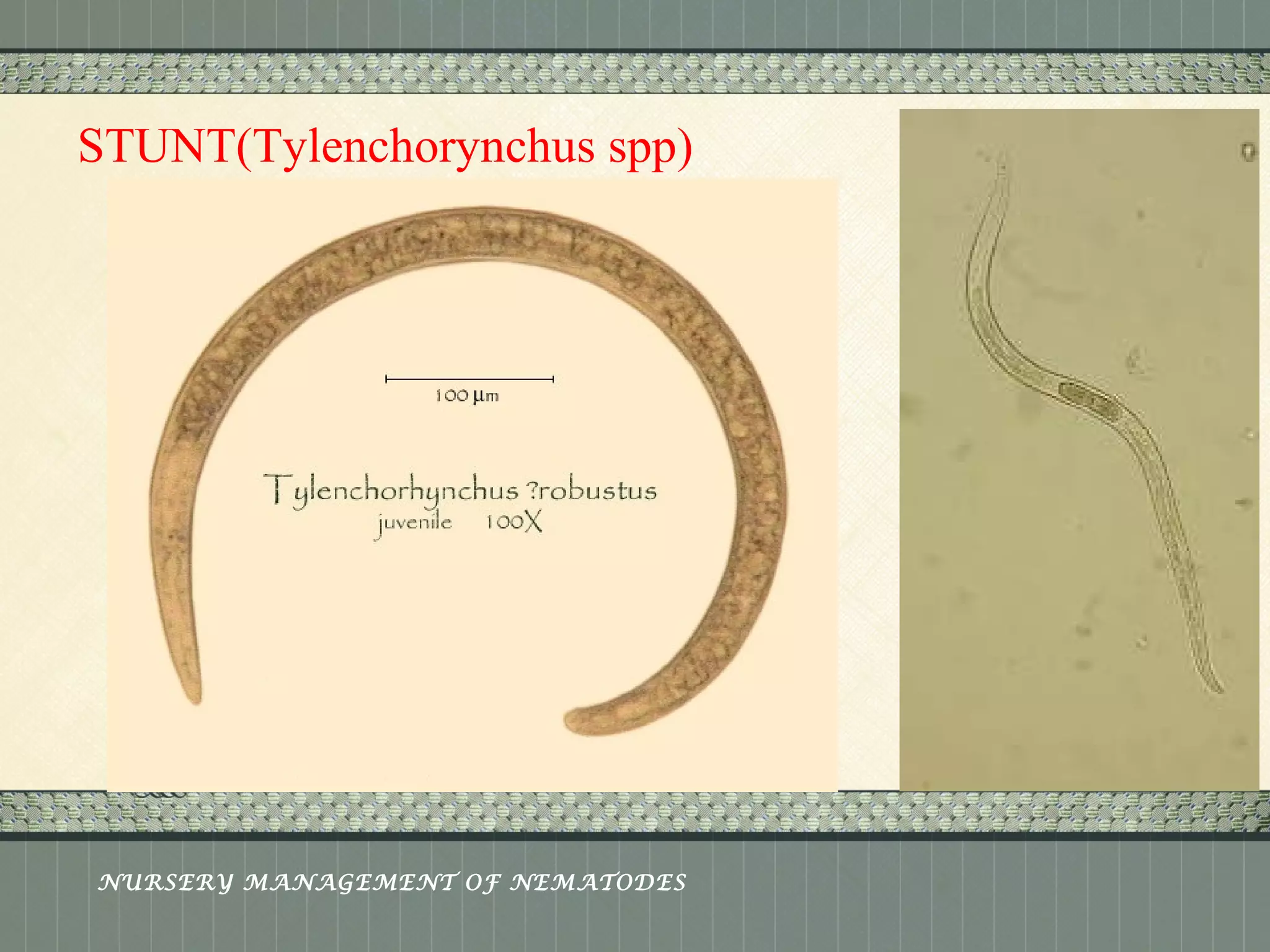 Place logo 
or logotype here, 
otherwise 
delete this. 
STUNT(Tylenchorynchus spp) 
NURSERY MANAGEMENT OF NEMATODES 
 