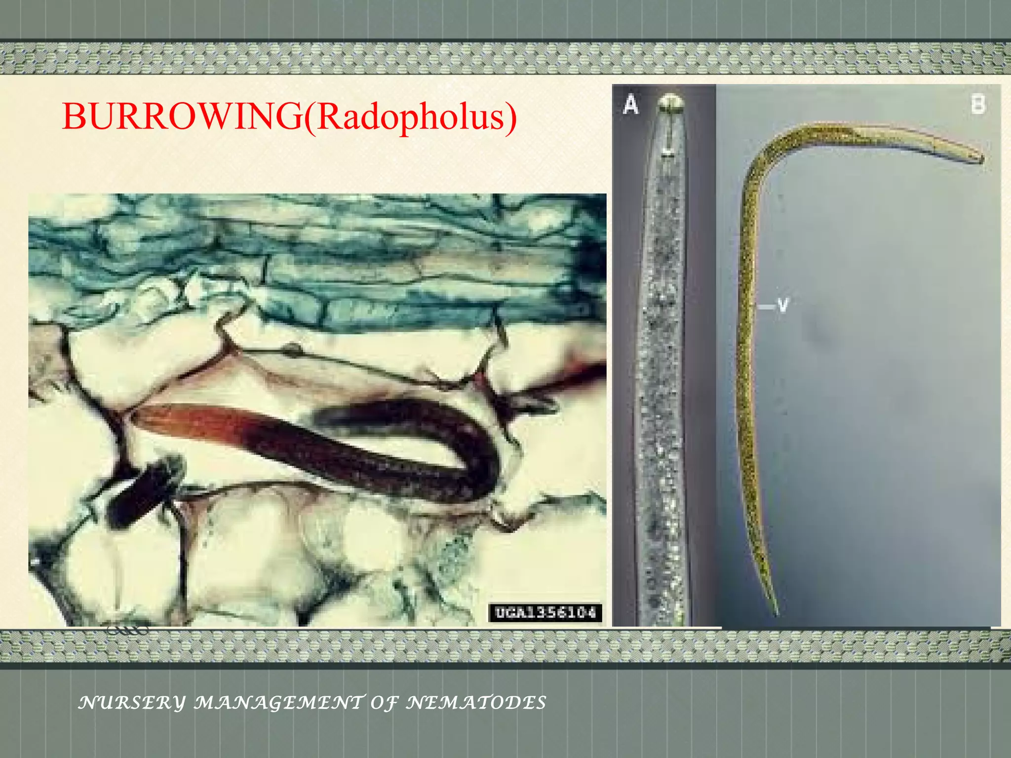 Place logo 
or logotype here, 
otherwise 
delete this. 
BURROWING(Radopholus) 
NURSERY MANAGEMENT OF NEMATODES 
 
