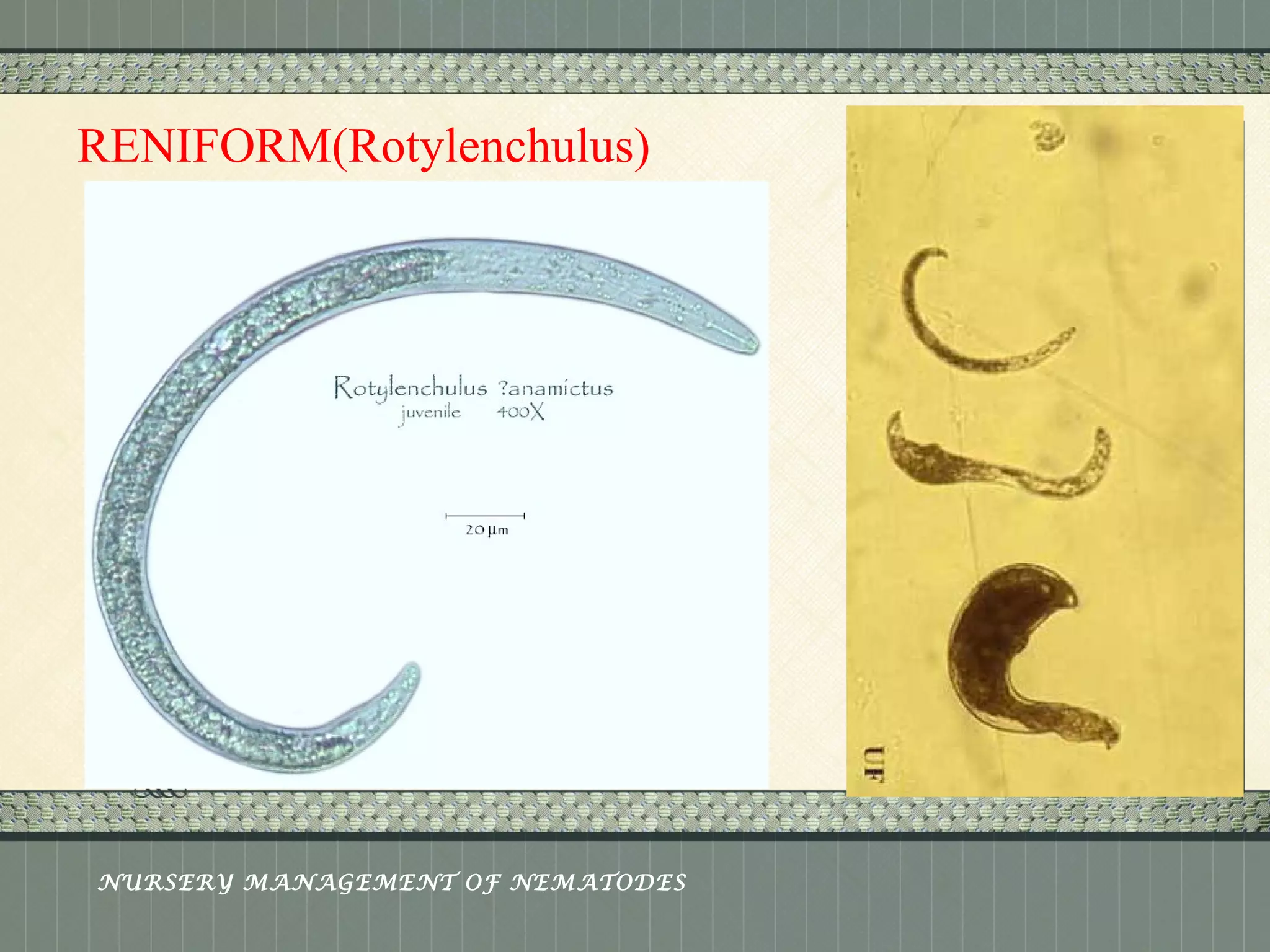 Place logo 
or logotype here, 
otherwise 
delete this. 
RENIFORM(Rotylenchulus) 
NURSERY MANAGEMENT OF NEMATODES 
 