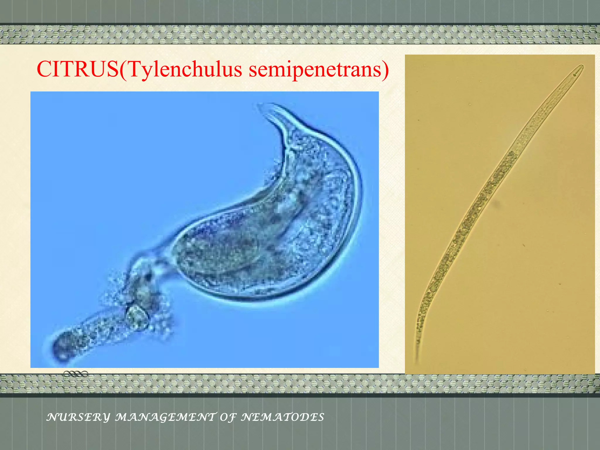 Place logo 
or logotype here, 
otherwise 
delete this. 
CITRUS(Tylenchulus semipenetrans) 
NURSERY MANAGEMENT OF NEMATODES 
 