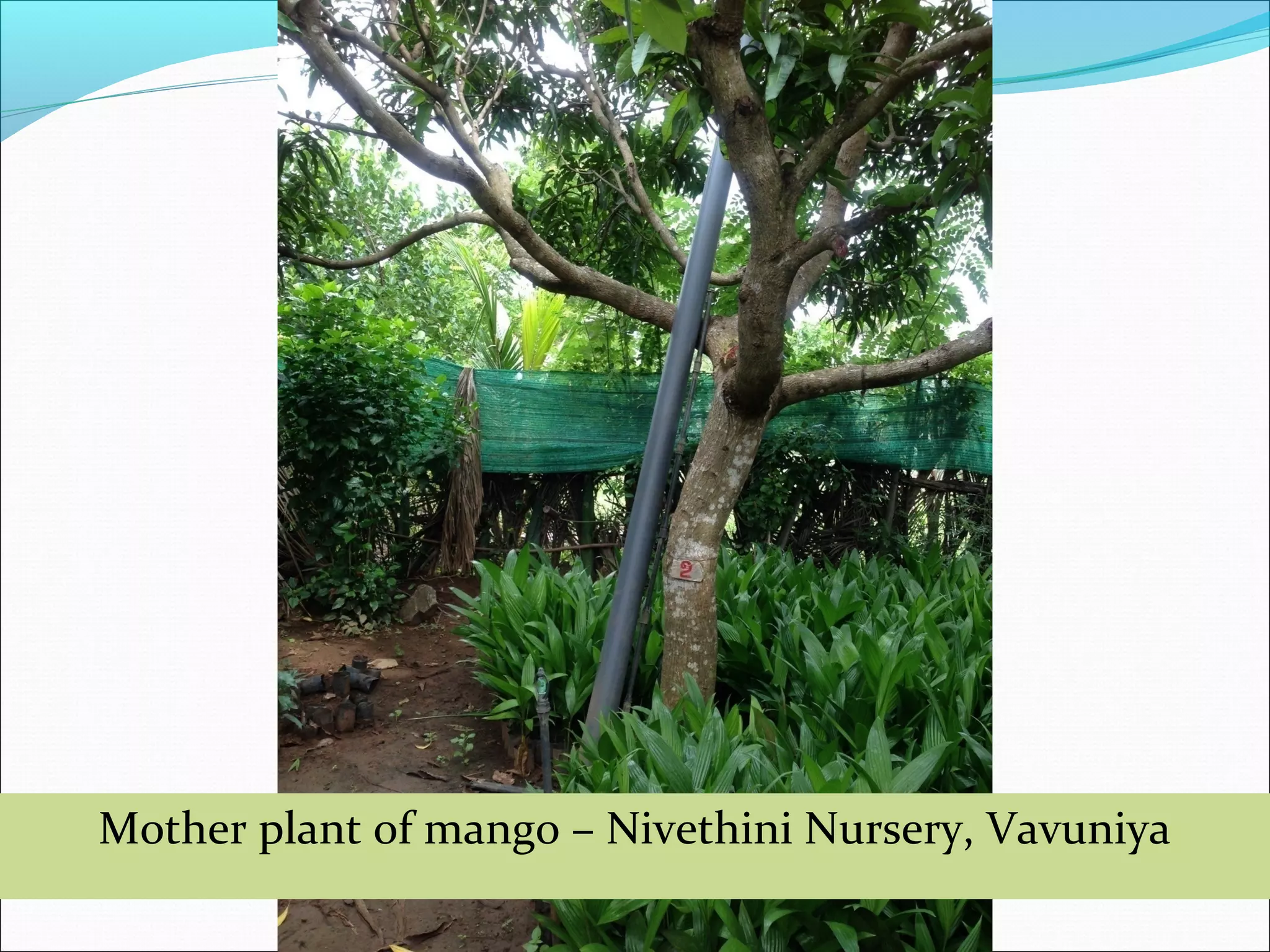 Mother plant of mango – Nivethini Nursery, Vavuniya
 