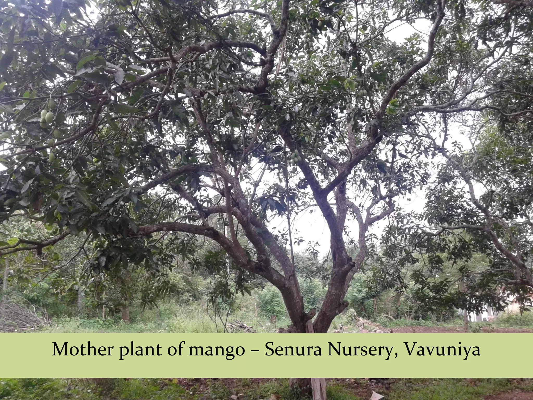Mother plant of mango – Senura Nursery, Vavuniya
 