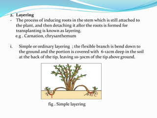 Layring Process NURSERY MANGEMENT IN FLORICULTURE ppt.pptx