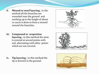 Compound Layering Method NURSERY MANGEMENT IN FLORICULTURE ppt.pptx