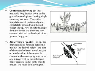 NURSERY MANGEMENT IN FLORICULTURE ppt.pptx