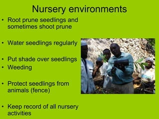 Nursery environments
• Root prune seedlings and
sometimes shoot prune
• Water seedlings regularly
• Put shade over seedlings
• Weeding
• Protect seedlings from
animals (fence)
• Keep record of all nursery
activities
 