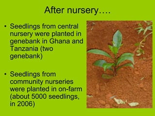 After nursery….
• Seedlings from central
nursery were planted in
genebank in Ghana and
Tanzania (two
genebank)
• Seedlings from
community nurseries
were planted in on-farm
(about 5000 seedlings,
in 2006)
 