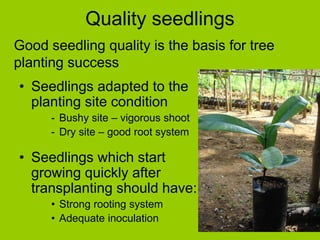 Quality seedlings
• Seedlings adapted to the
planting site condition
- Bushy site – vigorous shoot
- Dry site – good root system
• Seedlings which start
growing quickly after
transplanting should have:
• Strong rooting system
• Adequate inoculation
Good seedling quality is the basis for tree
planting success
 