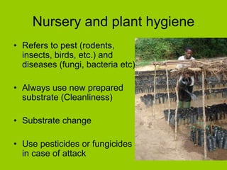 Nursery and plant hygiene
• Refers to pest (rodents,
insects, birds, etc.) and
diseases (fungi, bacteria etc)
• Always use new prepared
substrate (Cleanliness)
• Substrate change
• Use pesticides or fungicides
in case of attack
 