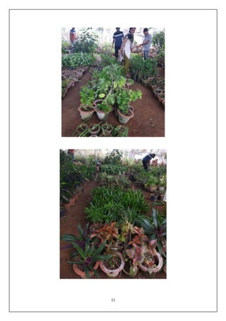 Nursery  Management in horticulture crops