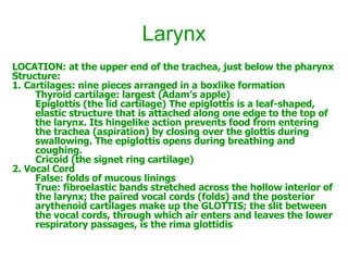 Larynx LOCATION: at the upper end of the trachea, just below the pharynx Structure: 1. Cartilages: nine pieces arranged in a boxlike formation Thyroid cartilage: largest (Adam’s apple) Epiglottis (the lid cartilage) The epiglottis is a leaf-shaped, elastic structure that is attached along one edge to the top of the larynx. Its hingelike action prevents food from entering the trachea (aspiration) by closing over the glottis during swallowing. The epiglottis opens during breathing and coughing. Cricoid (the signet ring cartilage) 2. Vocal Cord False: folds of mucous linings True: fibroelastic bands stretched across the hollow interior of the larynx; the paired vocal cords (folds) and the posterior arythenoid cartilages make up the GLOTTIS; the slit between the vocal cords, through which air enters and leaves the lower respiratory passages, is the rima glottidis  