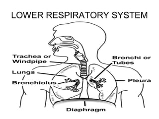 LOWER RESPIRATORY SYSTEM 