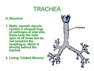 TRACHEA Structure 1. Walls: smooth muscle; contain C-shaped rings of cartilages at intervals; these keep the tube open at all times but do not constrict the esophagus, which is directly behind the trachea 2. Lining: Ciliated Mucosa 