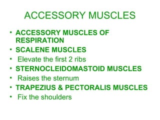 ACCESSORY MUSCLES ACCESSORY MUSCLES OF RESPIRATION SCALENE MUSCLES Elevate the first 2 ribs STERNOCLEIDOMASTOID MUSCLES Raises the sternum TRAPEZIUS & PECTORALIS MUSCLES Fix the shoulders 