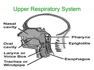Upper Respiratory System 