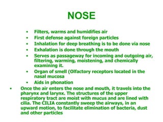 NOSE Filters, warms and humidifies air  First defense against foreign particles  Inhalation for deep breathing is to be done via nose  Exhalation is done through the mouth  Serves as passageway for incoming and outgoing air, filtering, warming, moistening, and chemically examining it. Organ of smell (Olfactory receptors located in the nasal mucosa Aids in phonation Once the air enters the nose and mouth, it travels into the pharynx and larynx. The structures of the upper respiratory tract are moist with mucus and are lined with cilia. The CILIA constantly sweep the airways, in an upward motion, to facilitate elimination of bacteria, dust and other particles 