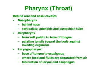 Pharynx (Throat) Behind oral and nasal cavities  Nasopharynx  behind nose  soft palate, adenoids and eustachian tube  Oropharynx  from soft palate to base of tongue  palatine tonsils (guard the body against invading organism Laryngopharynx  base of tongue to esophagus  where food and fluids are separated from air  bifurcation of larynx and esophagus  