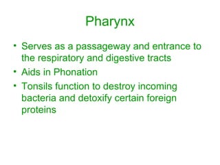 Pharynx Serves as a passageway and entrance to the respiratory and digestive tracts Aids in Phonation Tonsils function to destroy incoming bacteria and detoxify certain foreign proteins 