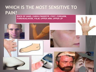 WHICH IS THE MOST SENSITIVE TO
PAIN?
BACK OF HAND, CHEEK,FINGERTIP, FOOT, FOREARM,
FOREHEAD,NOSE, PALM, UPPER ARM, UPPER LIP
 