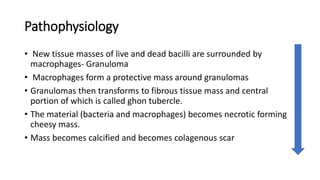 Pathophysiology
• New tissue masses of live and dead bacilli are surrounded by
macrophages- Granuloma
• Macrophages form a protective mass around granulomas
• Granulomas then transforms to fibrous tissue mass and central
portion of which is called ghon tubercle.
• The material (bacteria and macrophages) becomes necrotic forming
cheesy mass.
• Mass becomes calcified and becomes colagenous scar
 