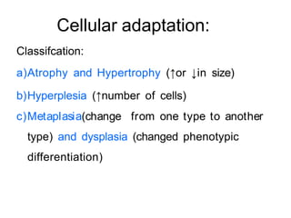 Cellular adaptation:
Classifcation:
a)Atrophy and Hypertrophy (↑or ↓in size)
b)Hyperplesia (↑number of cells)
c)Metaplasia(change from one type to another
type) and dysplasia (changed phenotypic
differentiation)
 