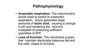 Pathophysiology
• Anaerobic respiration. The mitochondria
would need to switch to anaerobic
respiration, which generates large
amounts of lactic acid, causing a change
in pH and rendering the neurons
incapable of producing sufficient
quantities of ATP.
• Loss of function. The membrane pumps
that maintain electrolyte balances fail and
the cells cease to function.
 