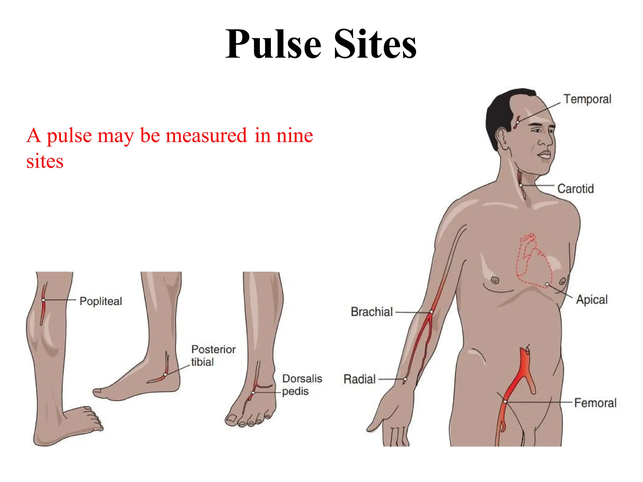 Pulse Sites
A pulse may be measured in nine
sites
 