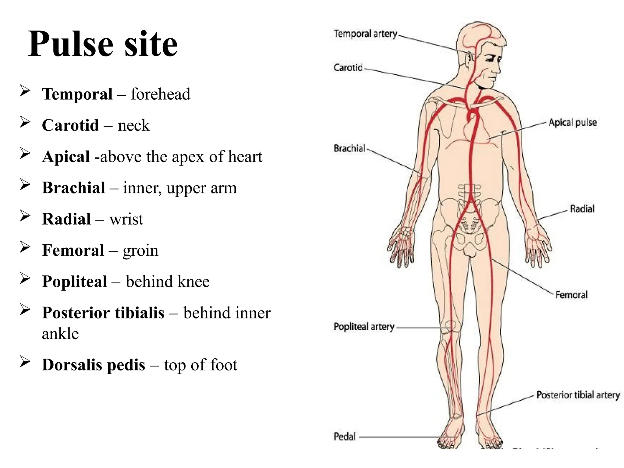 Pulse site
 Temporal – forehead
 Carotid – neck
 Apical -above the apex of heart
 Brachial – inner, upper arm
 Radial – wrist
 Femoral – groin
 Popliteal – behind knee
 Posterior tibialis – behind inner
ankle
 Dorsalis pedis – top of foot
 