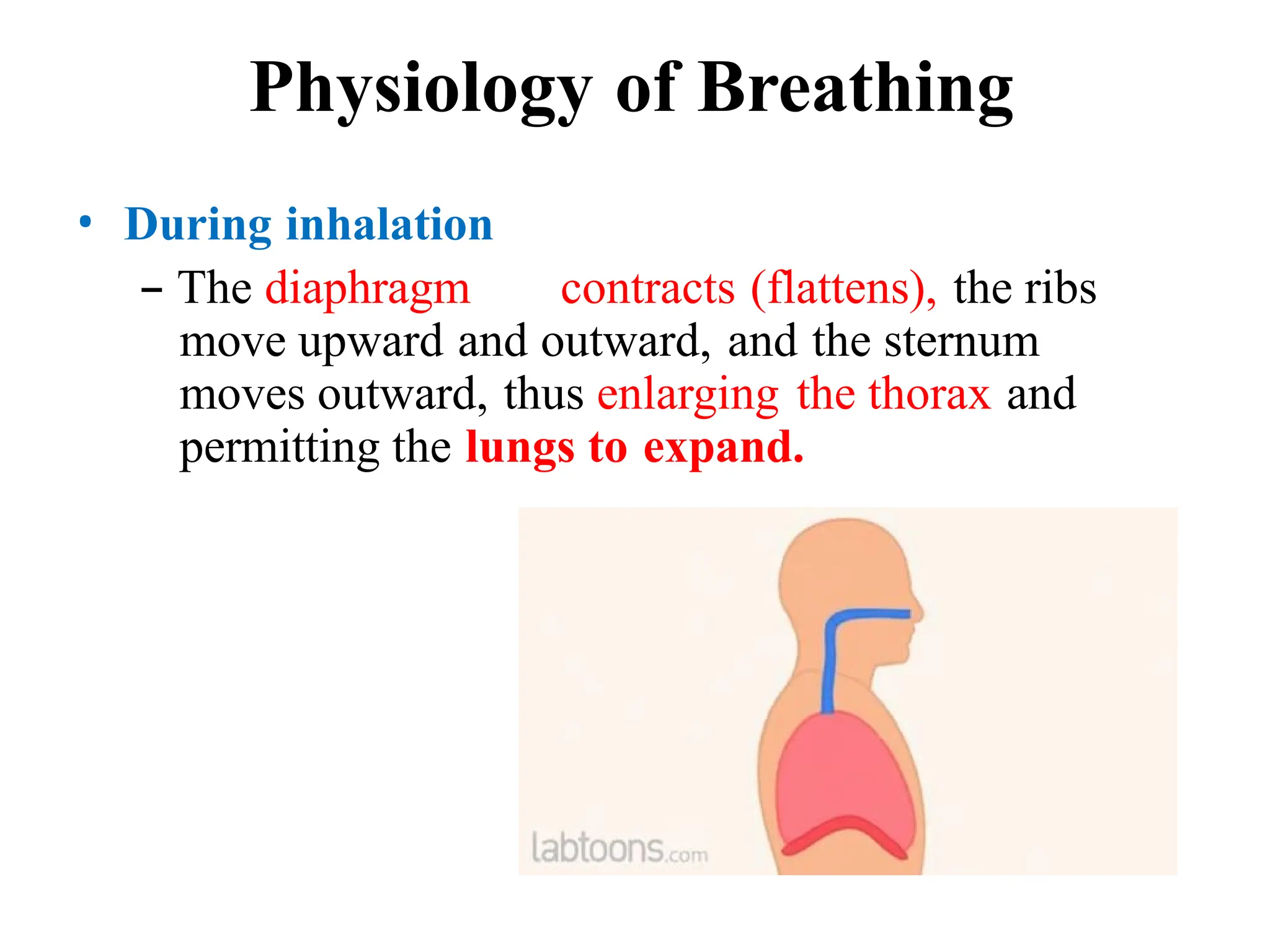 Physiology of Breathing
• During inhalation
– The diaphragm contracts (flattens), the ribs
move upward and outward, and the sternum
moves outward, thus enlarging the thorax and
permitting the lungs to expand.
 