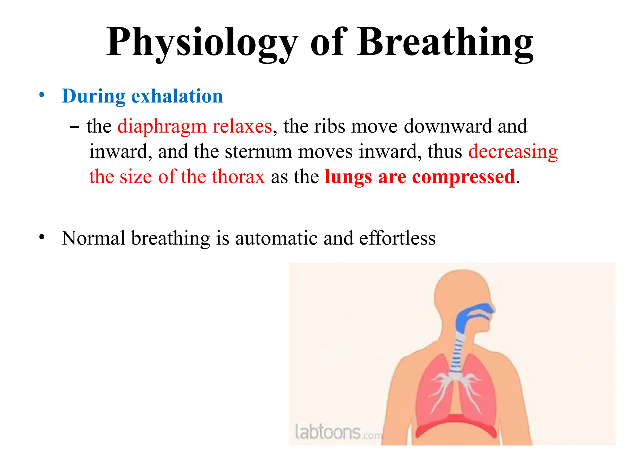• During exhalation
– the diaphragm relaxes, the ribs move downward and
inward, and the sternum moves inward, thus decreasing
the size of the thorax as the lungs are compressed.
• Normal breathing is automatic and effortless
Physiology of Breathing
 