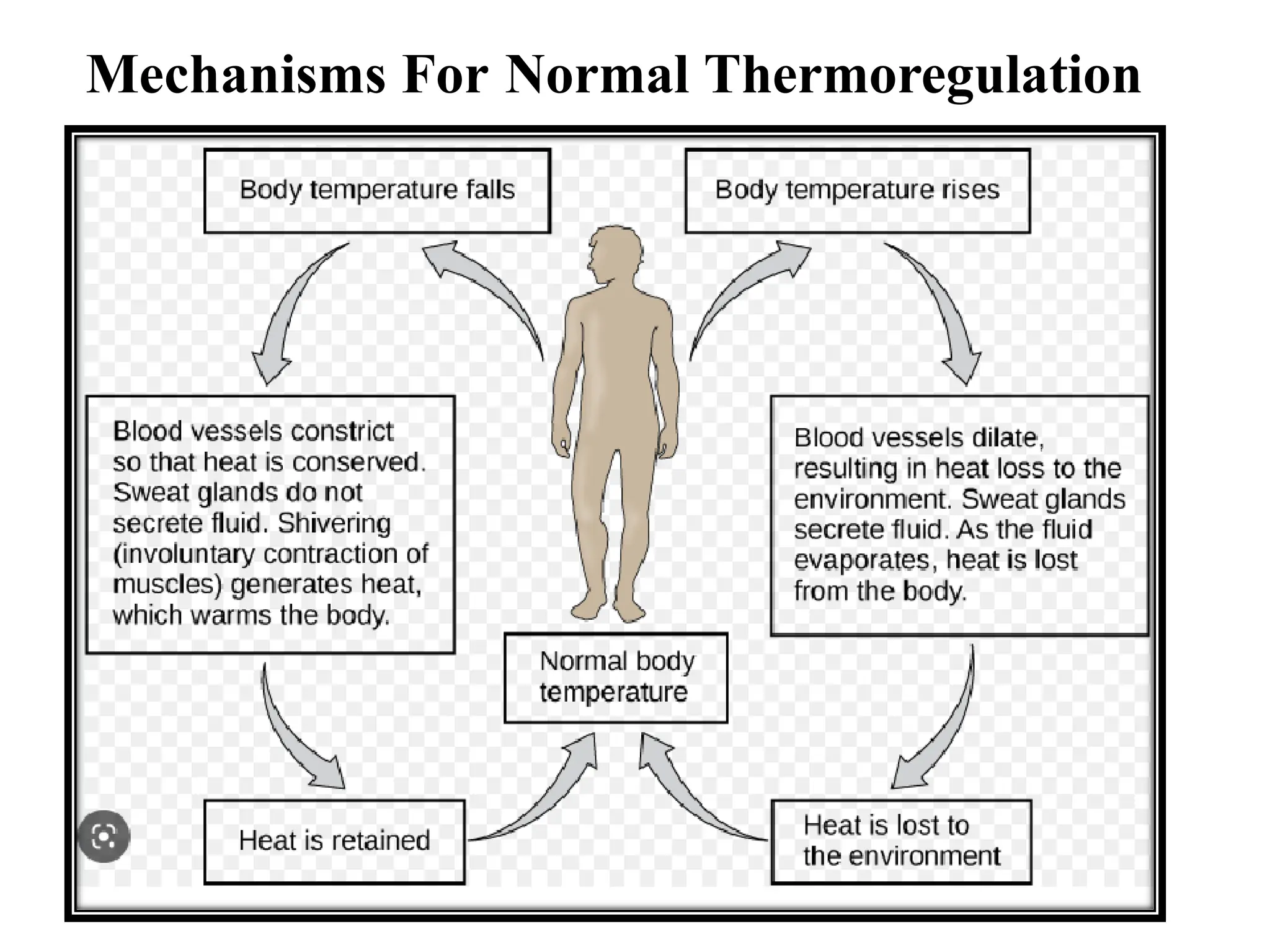 Mechanisms For Normal Thermoregulation
 