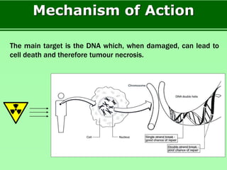 The main target is the DNA which, when damaged, can lead to
cell death and therefore tumour necrosis.
Mechanism of Action
 