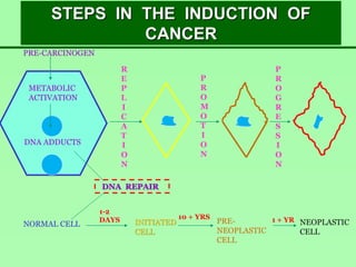 STEPS IN THE INDUCTION OF
CANCER
PRE-CARCINOGEN
METABOLIC
ACTIVATION
DNA ADDUCTS
NORMAL CELL
DNA REPAIR
INITIATED
CELL
PRE-
NEOPLASTIC
CELL
NEOPLASTIC
CELL
1-2
DAYS 10 + YRS 1 + YR
R
E
P
L
I
C
A
T
I
O
N
P
R
O
M
O
T
I
O
N
P
R
O
G
R
E
S
S
I
O
N
 