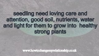 seedling need loving care and
attention, good soil, nutrients, water
and light for them to grow into healthy
strong plants
www.howtochangemyrelationship.co.uk
 