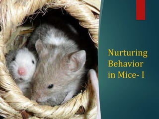 Nurturing
Behavior
in Mice- I
 
