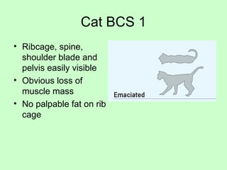 Cat BCS 1
• Ribcage, spine,
shoulder blade and
pelvis easily visible
• Obvious loss of
muscle mass
• No palpable fat on rib
cage
 