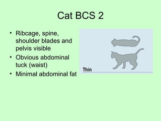 Cat BCS 2
• Ribcage, spine,
shoulder blades and
pelvis visible
• Obvious abdominal
tuck (waist)
• Minimal abdominal fat
 